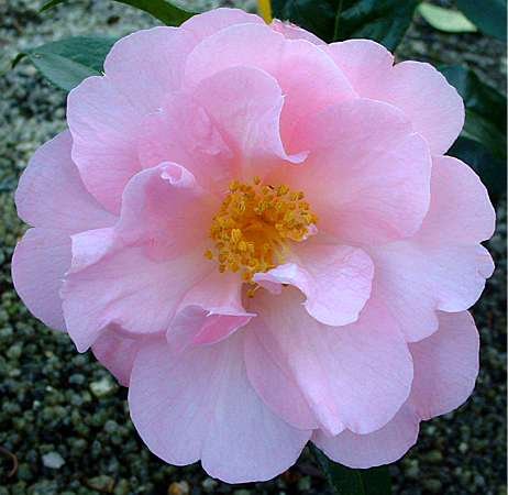 Camellia x williamsii